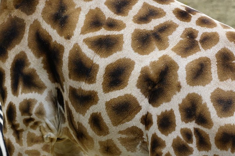 AC01.JPG - Mooi deze huid van de giraf. Door hem zo uit te snijden vallen de vlekken qua kleur en structuur ineens veel meer op, toch zie je door de juiste belichting en keuze in het uitsnijden nog goed wat voor een dier het is. 